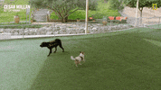 Dogwhisperer GIF by National Geographic Channel