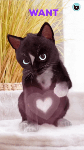 FeliniRocks giphygifmaker valentine valentines cute cat GIF