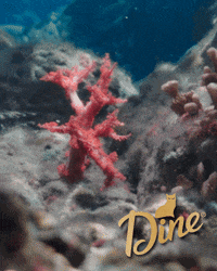 Fish Coral GIF by Sheba Official