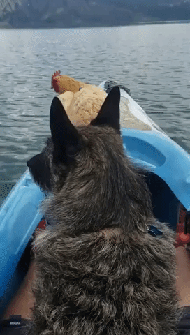 Chicken Joins Dog Pal to Kayak Around Idaho Lake
