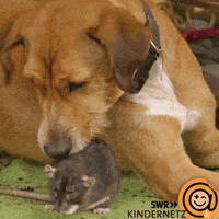 Tiere Bis Unters Dach Dog GIF by SWR Kindernetz