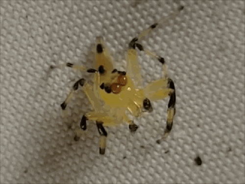 spider GIF by Cheezburger