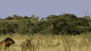 nat geo wild lion GIF by Savage Kingdom