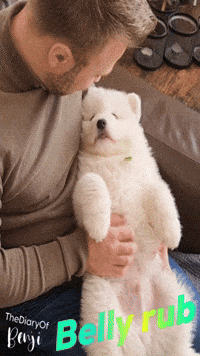Dog Puppy GIF