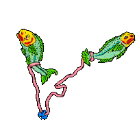 Stars Fish Sticker by James Thacher