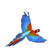 bird STICKER by imoji