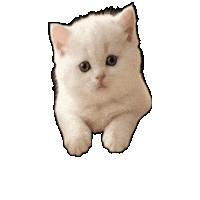 Cat Momo Sticker