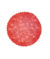 Wiesbauer slice sausage wurst slicer Sticker