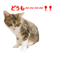 Cat 猫 Sticker