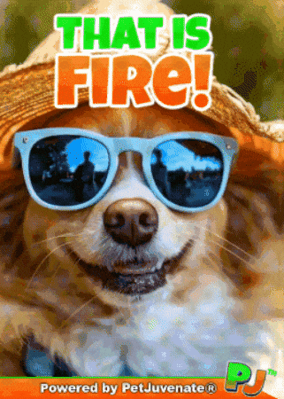 Awesome Ga Ga GIF by PetJuvenate - PJ