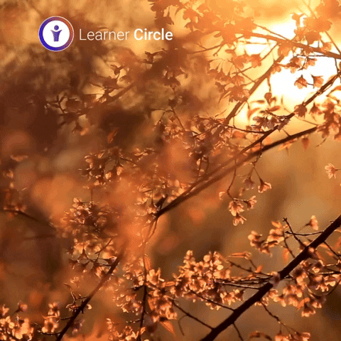 Flower Life GIF by Learner Circle