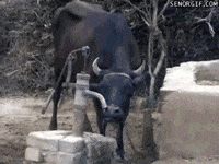 water cow GIF