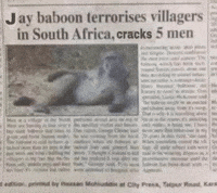 Baboonrampagenewsmeme GIF