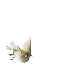 Anais974 bird reunion oiseau 974 Sticker