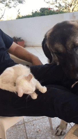 animals being jerks lap GIF
