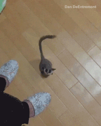 rocket oc GIF