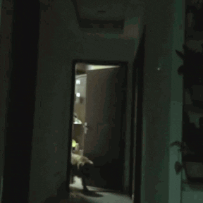 homysense giphyupload GIF