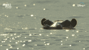 Nat Geo Water GIF by National Geographic Channel