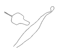 Orthodontics Brackets Sticker