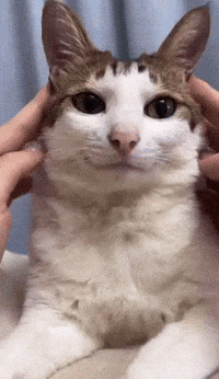 China Cat GIF