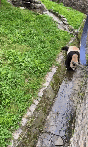 cuteanimalland giphyupload GIF