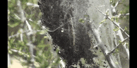 Plants Satisfying GIF by DIIMSA Stock