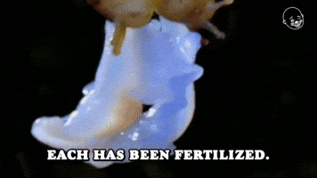 Each Has Been Fertilized