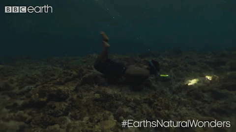 GIF by BBC Earth