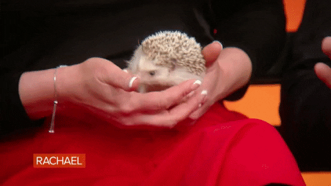Food Rachel GIF by Rachael Ray Show