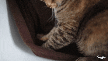 cat cashmere GIF by Adventures Once Had