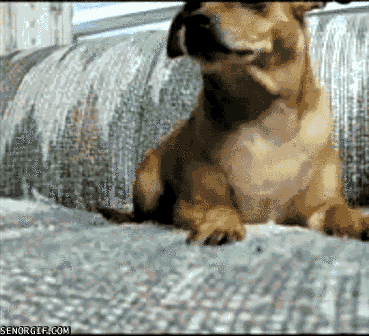 dog camera GIF by Cheezburger