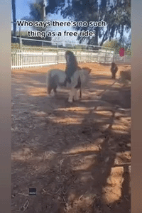 Mini Horse Tries to Hitch a Ride