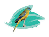 Endangered Species Australia Sticker by NSW Department of Planning, Industry and Environment