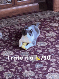 Bananas Catmemes GIF