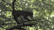 Happy Monkey GIF