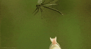 Tongue Frog GIF