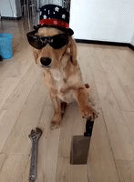 This Dog Is Cooler Than You