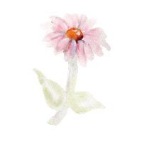 Flower Daisy Sticker by Little Rae Prints