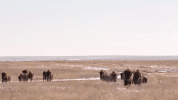 kansas GIF
