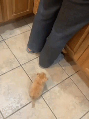cuteanimalland giphyupload GIF