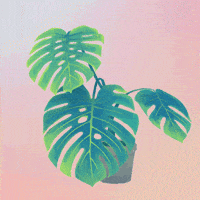 Plant GIF by Canek