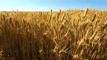 field GIF