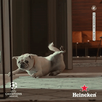 champions league dog GIF