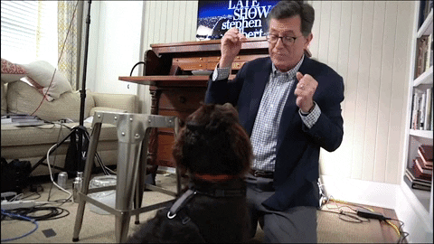 Stephen Colbert Dog GIF by The Late Show With Stephen Colbert