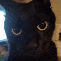 weeweedaily lockin weewee GIF