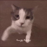 I Love You Cat Kiss GIF by Bashar