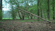 Bas GIF