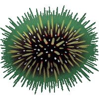 kiwi nz Sticker by Emotiki - The World's First Māori emoji app