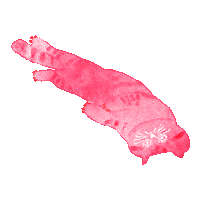 Cat Heart Sticker