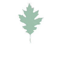 Willow Maple Sticker by WinShape Camps